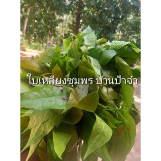 ใบเหลียง ชุมพร ผักปลอดสารพิษ  หนัก 250g.