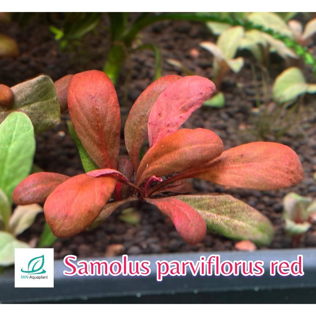 Samolus parviflorus red ไม้หน้าตู้ สีแดง โตช้า สำหรับคนขี้เกียจตัด