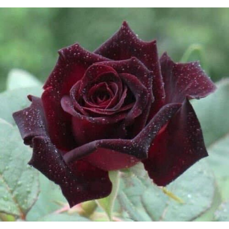 กุหลาบแบล็คบัคคาร่า Black Baccara กุหลาบตัดดอก สีแดงเข้มเกือบดำกำมะหยื่ ดอกใหญ่ อากาศเย็นสีดำเข้มขึ้น