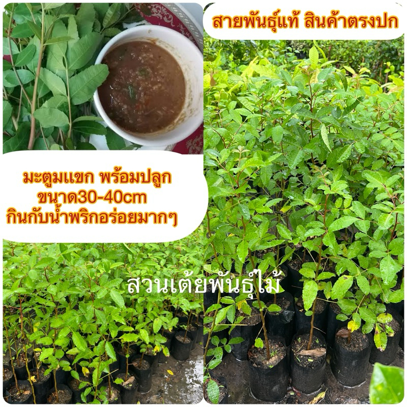 มะตูมเเขก พร้อมปลูก ขนาด30-40cm กินกับนํ้าพริกอร่อยมากๆ