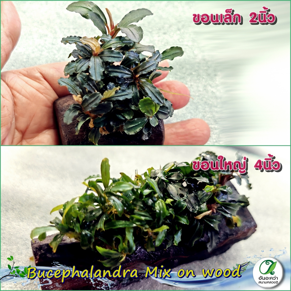 บูเซปพันขอนไม้ มี 2 ขนาด Mix Bucephalandra on wood