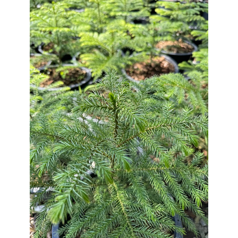 มุมมอง 6