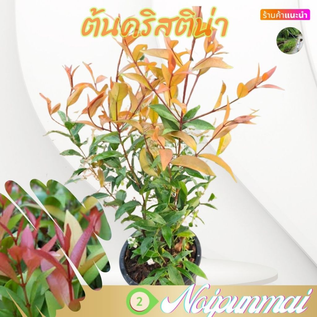 ต้นคริสติน่า กระถาง 6 นิ้ว(ส่งพร้อมกระถาง)ไม้จัดสวน