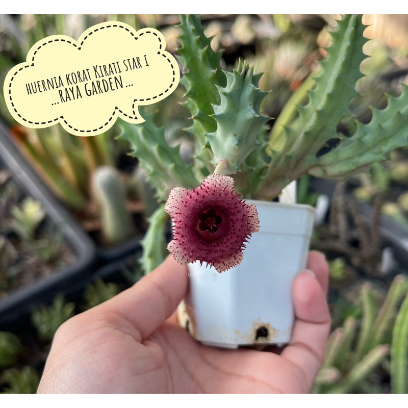 เก๋งจีน Huernia korat kirati star I แคคตัส กระบองเพชร ไม้อวบน้ำ