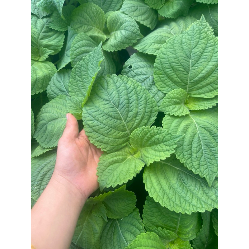 🪴ต้นชิโสะ🌱ใบงาเกาหลี🌿ใบโอบะ👉คละสี พร้อมส่ง