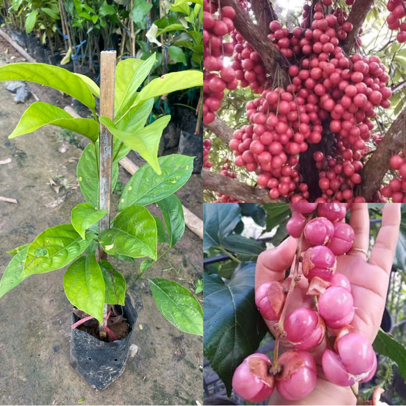 ต้นมะไฟสีชมพู กิ่งตอน ติดผลเร็วผลดก ต้นเตี้ย รสชาติหวานอร่อย ต้นสูงประมาณ 60ซม. ต้นแข็งแรงพร้อมปลูก