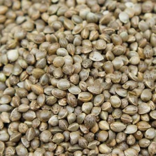 เมล็ดฮวยมั้ว ฮวยมั๊ว อาหารนกแก้ว ให้รางวัลนก นกอารมณ์ดี ขนสว…