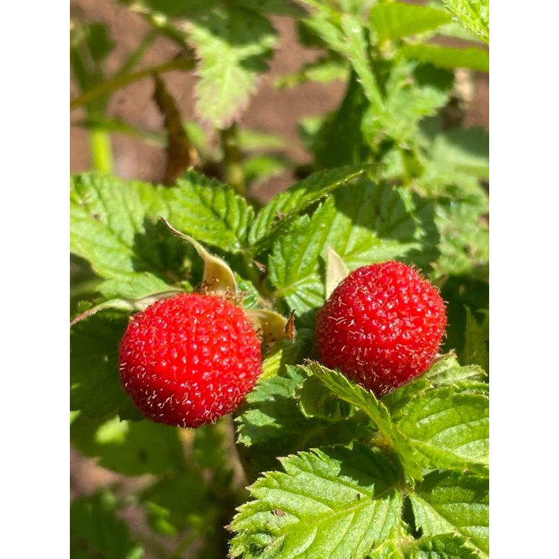 ราสเบอร์รี่ ผลสีแดง พันธุ์เอเธอร์ตัน ( Atherton Raspberry )  กล้าละ250.- (แยกกอ/กล้าสูงประมาณ20-30ซม.)🪴🍒