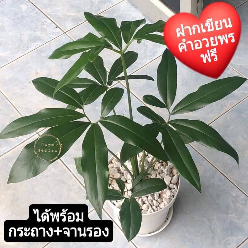 ฟิโลเดนดรอนโกลดิอี้Philodendrongoeldiiใบแฉกแล้วไม้ฟอกอากาศไม้สะสมไม้หายาก
