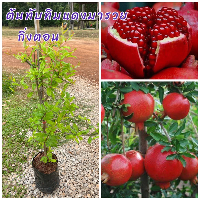 ต้นทับทิมแดงมารวย (กิ่งตอน) เป็นไม้มงคล ติดผลไว ผลดก รสหวานฉ่ำ เนื้อแดง เมล็ดนิ่ม ต้นสูงประมาณ60ซม.