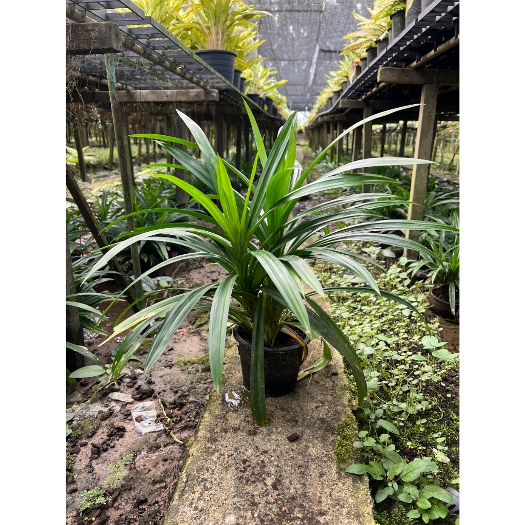 มุมมอง 3