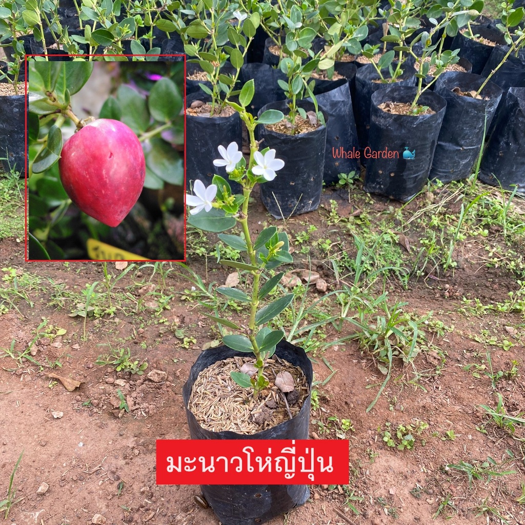 ต้นมะนาวโห่ญี่ปุ่น (Carissa Carandas) กิ่งชำ ไม้มงคล ผลกินได้ (รับประกัน ส่งใหม่ฟรี หากสินค้าเเสียหาย!!)