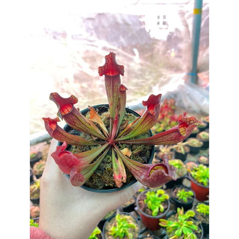 ซาราซีเนีย Sarracenia ต้นใหญ่คุ้ม ดูรูปจากรีวิวได้ ‼️ราคาถูกที่สุด ‼️ พืชกินแมลง purple pitcher