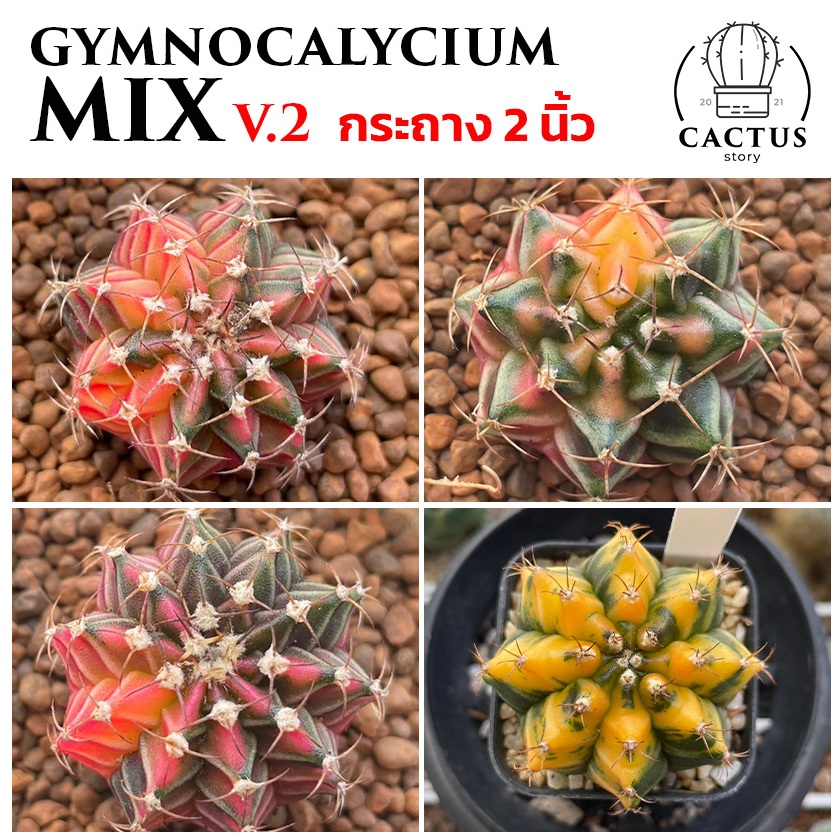 Gymnocalycium ด่างไม้เมล็ด กระถาง 2 นิ้ว (อัพ้ดท 25/11/2024)