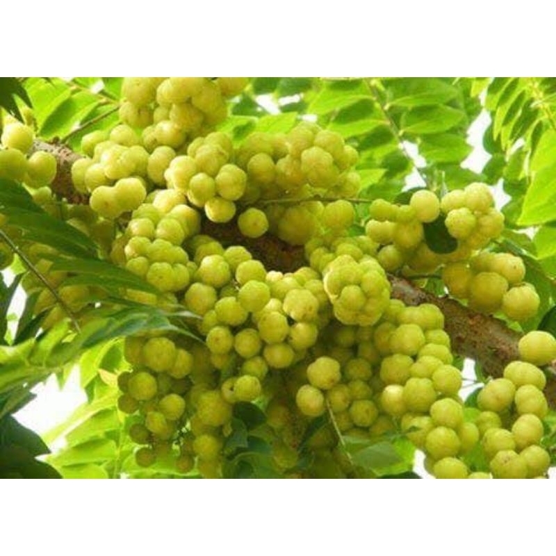 ต้นมะยมเปรี้ยว ไม้มงคล นิยมปลูกหน้าบ้าน ผลนำไปทานสด ,ดอง,เเช่อิ่ม ,ใบอ่อนกินได้  ต้นเเข็งเเรงพร้อมปลูก - รูปที่ 3