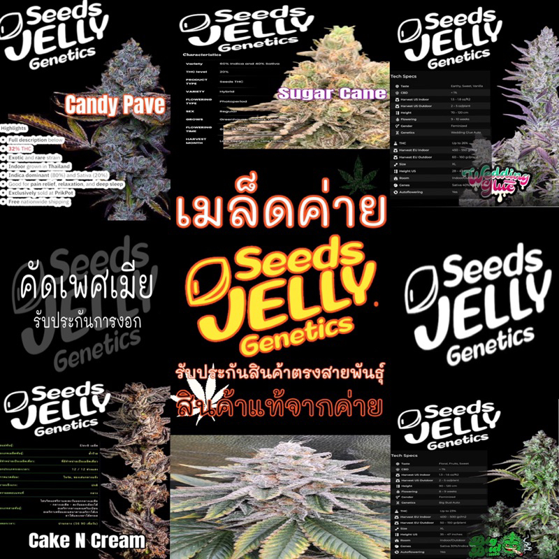 เมล็ดพันธ์ุค่าย SeedJellyGenetics สายพันธุ์ตรงปก ทุกออเดอร์แถมฟรีปุ๋ยเร่งโต ปุ๋ยธรรมชาติ ถาดเพาะ