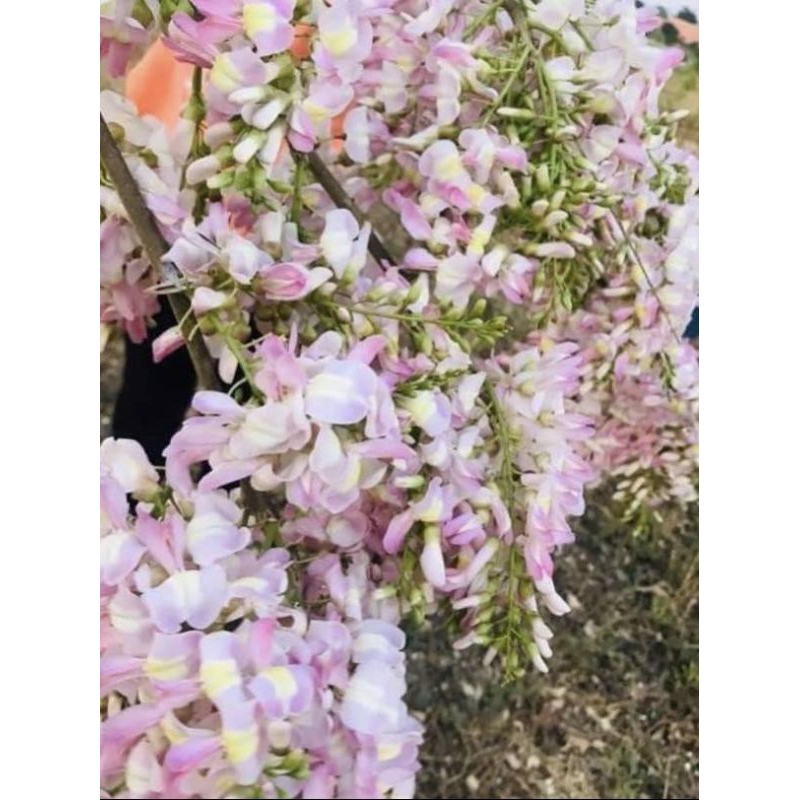 ต้นแคฝรั่งสีชมพู/เพาะเมล็ด/4 ถุง 100 บาท