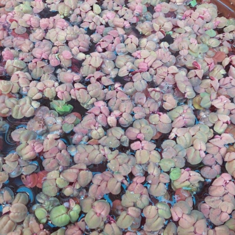 จอกแดง 1ชุด 20 ดอก ใส่อ่างปลา ช่วยดูดซับของเสีย (บางรอบแดงน้อยสาเหตุเกิดจากช่วงฝนตก)