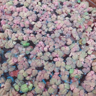 จอกแดง 1ชุด 20 ดอก ใส่อ่างปลา ช่วยดูดซับของเสีย (บางรอบแดงน้…