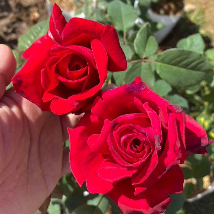 กุหลาบ Red souvenir "เรด ซูวีเนีย" (ส่งติดดอก) กลิ่นหอมมาก ดอกใหญ่สีแดง กุหลาบพุ่มสีแดง ดอกใหญ่