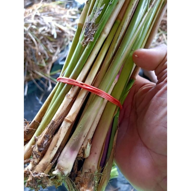 หญ้าแฝกลุ่ม(สงขลา3,)1,000ต้น