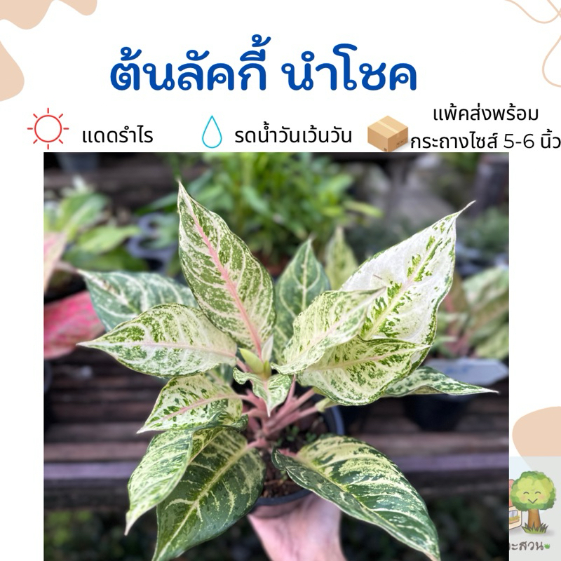 ต้นลัคกี้/นำโชค อโกลนีมา ไม้ฟอร์มแน่น แพ้คส่งพร้อมกระถางไซส์ 5.5 นิ้ว
