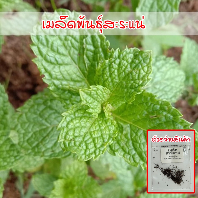เมล็ดพันธุ์ สะระแหน่ เมล็ดเปปเปอร์มิ้น 40-600 เมล็ด (10 แถม 1 คละได้)