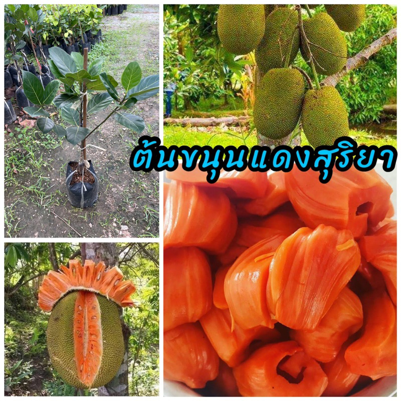 ต้นขนุนแดงสุริยา ทาบกิ่ง พันธุ์เตี้ย รสชาติหวานกรอบ ติดผลตลอดทั้งปี ขนาดต้น60ซม.
