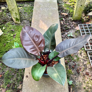 ต้นกุมารดำเรียกทรัพย์ ในกระถางไซส์ 8 นิ้ว แพ้คจัดส่งพร้อมกระ…