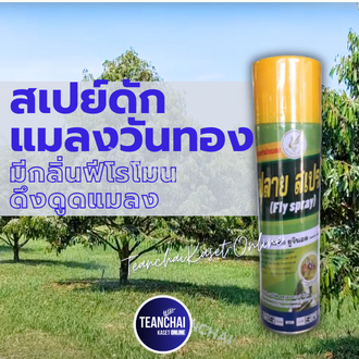 สเปรย์ดักแมลงวันทอง_ฟลายสเปรย์600ml. การดักแมลงวันทอง สเปรย์กาวดักแมลงวันทอง สเปย์ล่อแมลงวันทอง(สูตรเข้มข้น)