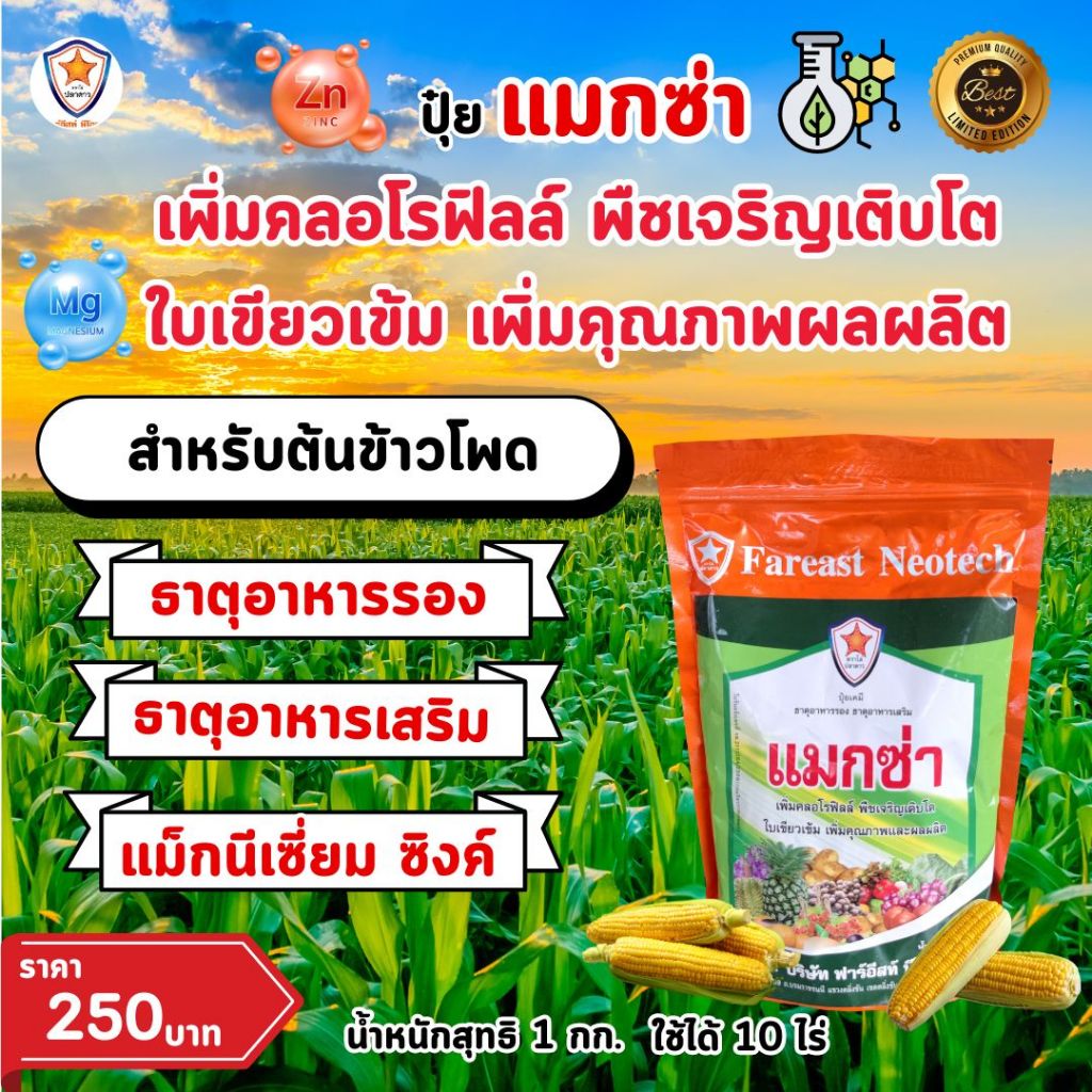 ธาตุอาหารรอง ธาตุอาหารเสริม แมกนีเซียม ซิงค์ เพิ่มครอโรฟิลล์ เร่งโต ใบเขียว เพิ่มคุณภาพ ผลผลิต ต้นข้าวโพด ด้วยแมกซ่า