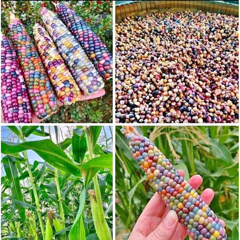 เมล็ดพันธุ์ข้าวโพดสีรุ้งหรือข้าวโพดอัญมณีสีสวยสด ทานได้ เหนียว นุ่ม อร่อย