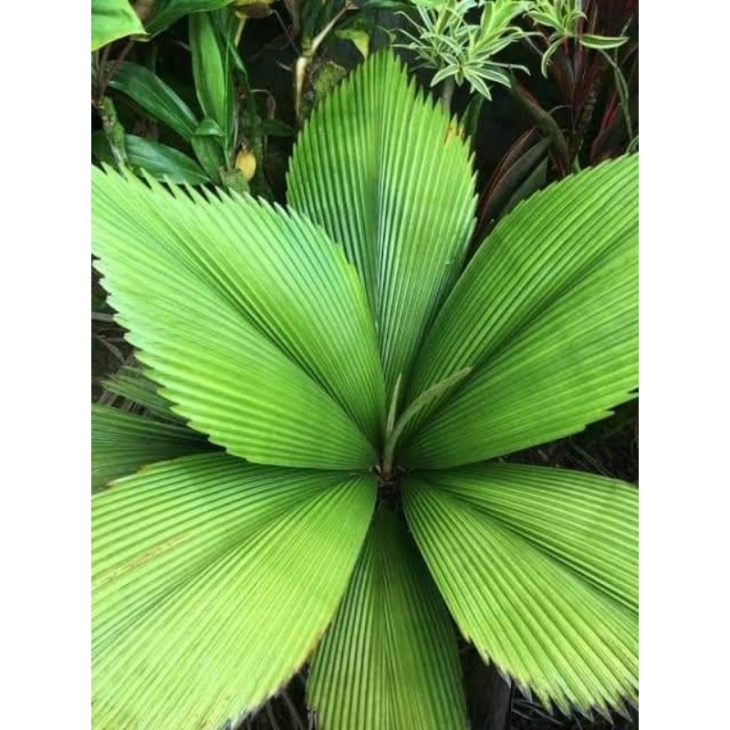 ปาล์มบังสูรย์ ต้นลีแป ปาล์มประดับ Johannesteijsmannia altifronsDiamond joey