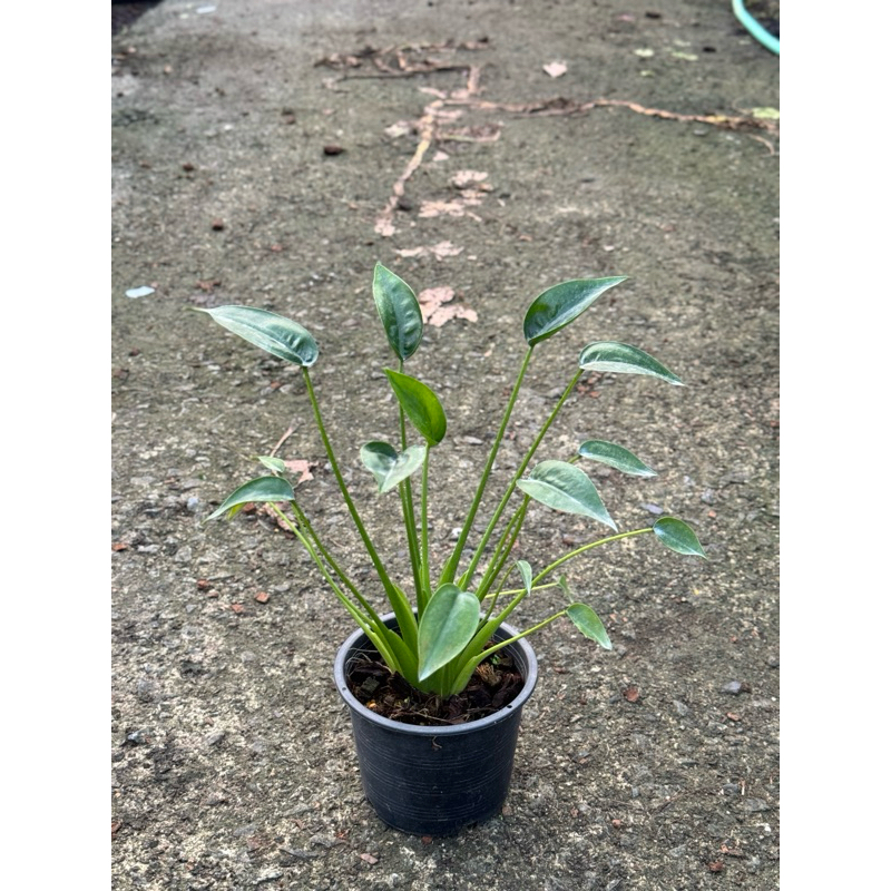 มุมมอง 2