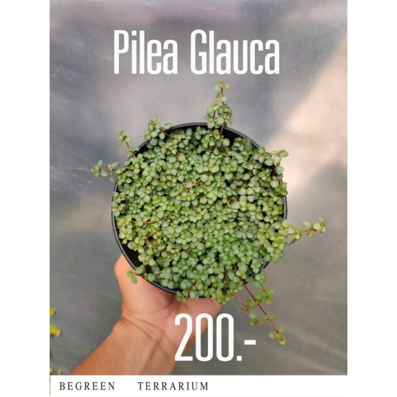 Pilea Glauca ไพเลียกอร์ก้า