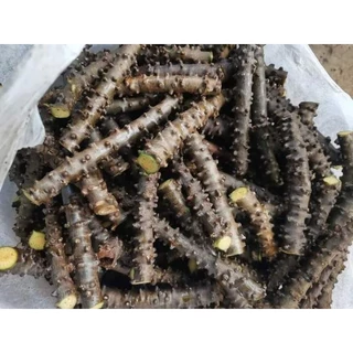 บอระเพ็ดสด อินทรีย์ 1 กิโล 59 บาท