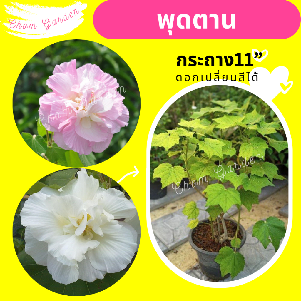 ต้นพุดตานไทย กระถาง 11 นิ้ว