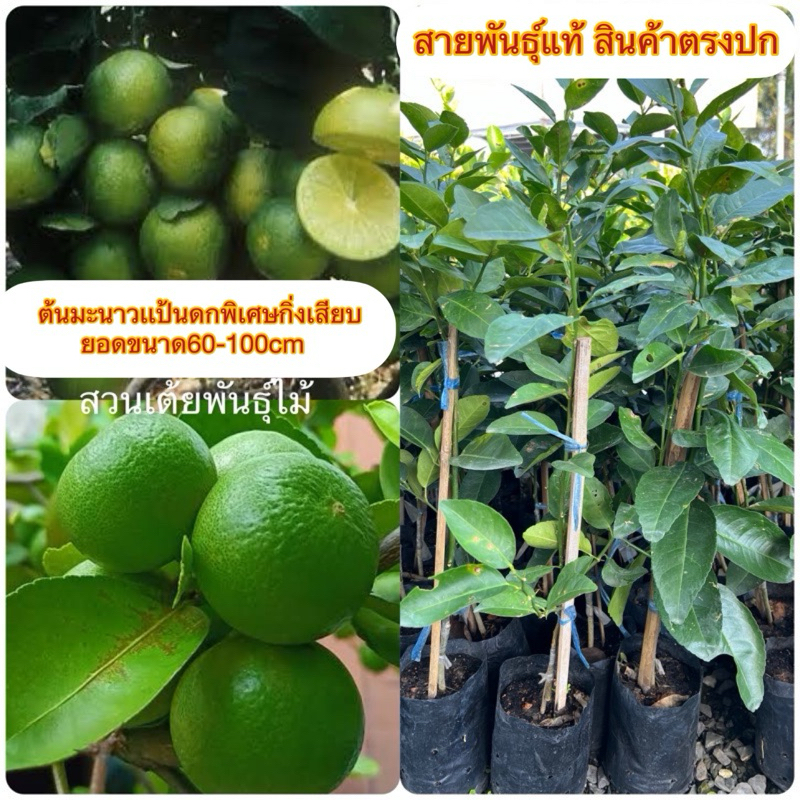 ต้นมะนาวเเป้นดกพิเศษ ชุดนี้เป็นกิ่งตอน ขนาด60-100cmพร้อมปลูกออกลูกเร็วรับประกันสายพันธ์ุแท้