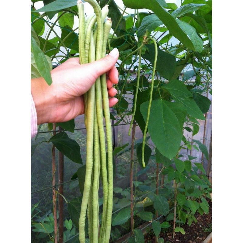 เมล็ดถั่วฝักยาว(เนื้อ) 20 เมล็ด(5แถม1คละได้)