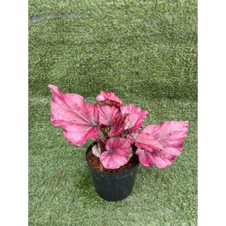 ต้นบีโกเนีย ' Lava Red ' [Begonia Lava Red] ไม้ในกระถาง3"