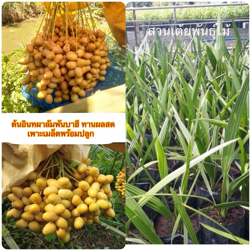 ต้นอินทผาลัมพันบาฮี ทานผลสด เพาะเมล็ดพร้อมปลูก