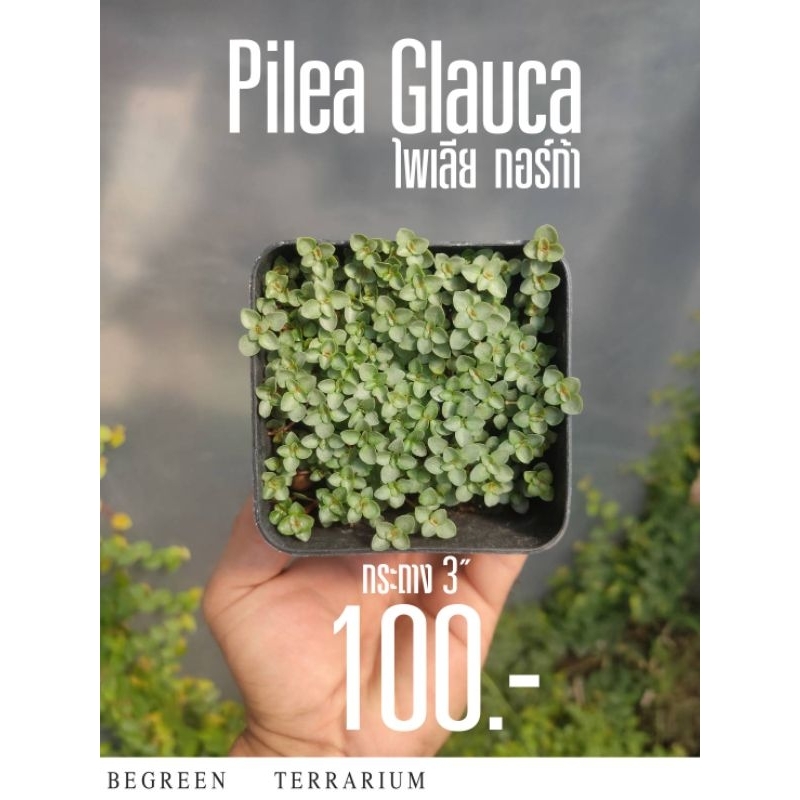 Pilea Glauca (ไพเลีย กอร์ก้า)