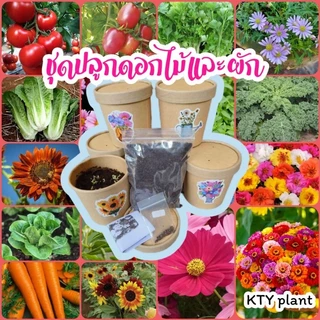 ชุดปลูกดอกไม้​ ชุดปลูกผัก ผักสลัด ผักสวนครัว เดซี่ บาชื่น คอสมอส เบญจมาศ​ สร้อยไก่ แตงกวา​ กวางตุ้ง