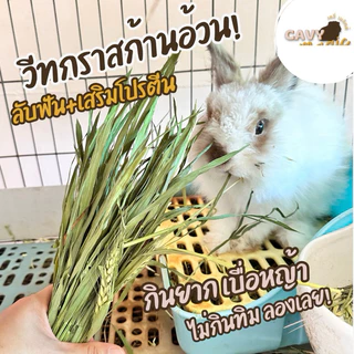 หญ้ากระต่าย แกสบี้ หญ้าวีทกราส ข้าวสาลีอบเกรดพรีเมียม