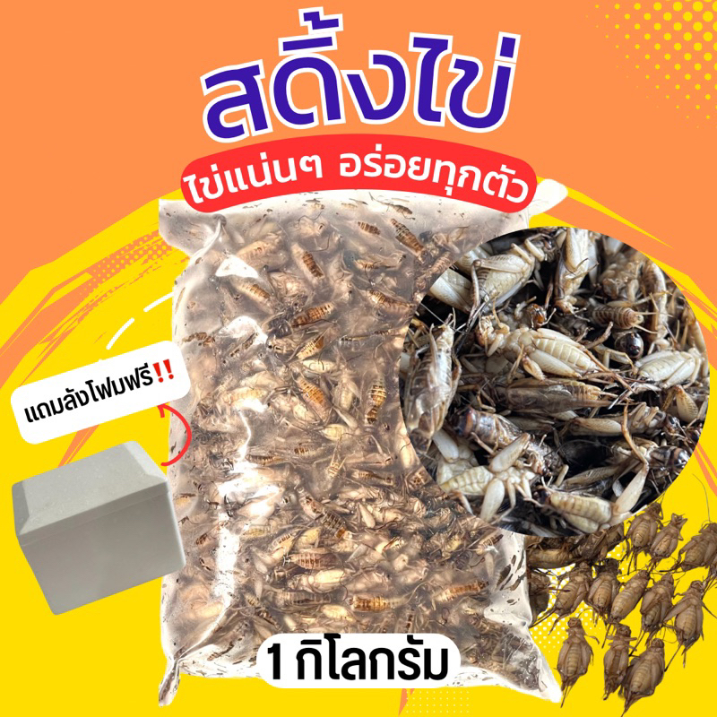 สดิ้งไข่ น้ำหนัก​1KG แถมฟรี‼️บรรจุกล่องโฟม​ แมลงสดิ้ง สำหรับนำไปทอด