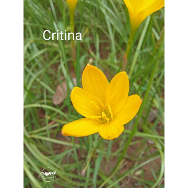 บัวดินสีเหลือง เหลืองขมิ้น.     z .critina