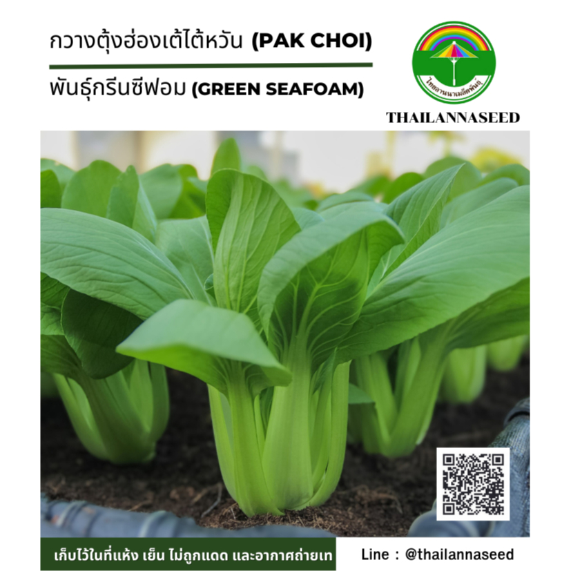 เมล็ดพันธุ์ผักสวนครัว กวางตุ้งฮ่องเต้ไต้หวัน พันธุ์กรีนซีฟอม ( ขนาด 1.5 กรัม ) รหัส 6016