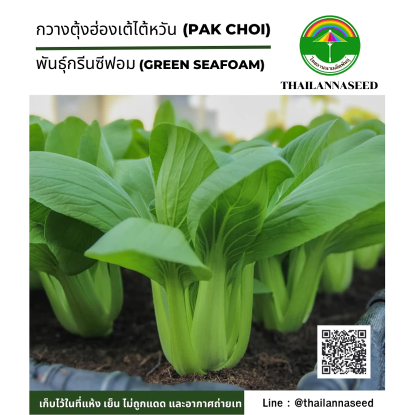 เมล็ดพันธุ์ผักสวนครัว กวางตุ้งฮ่องเต้ไต้หวัน พันธุ์กรีนซีฟอม ( ขนาด 1.5 กรัม ) รหัส 6016