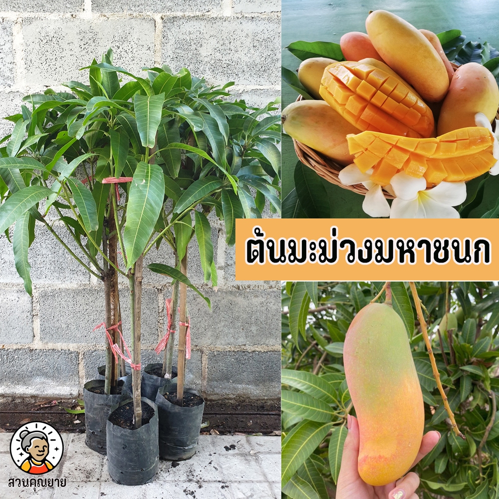 ต้นมะม่วงมหาชนก ขนาด 65-100 ซม. รสชาติหวาน หอม เนื้อแน่น เปลือกหนา เมล็ดลีบบาง ผลสุกผิวสีเหลืองทอง