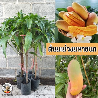 ต้นมะม่วงมหาชนก ขนาด 65-100 ซม. รสชาติหวาน หอม เนื้อแน่น เปล…
